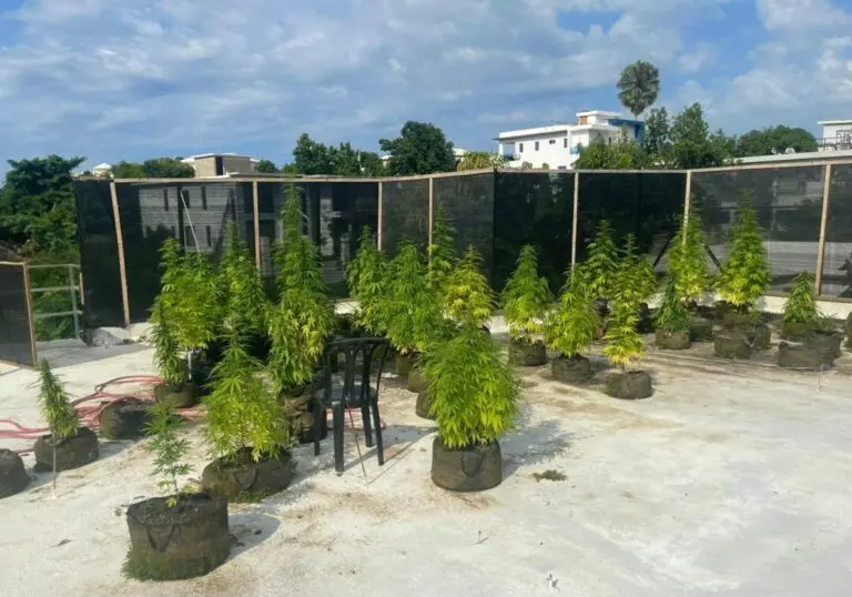 Decomisan 47 matas de presunta marihuana cultivadas en techo de una vivienda en Puerto Plata