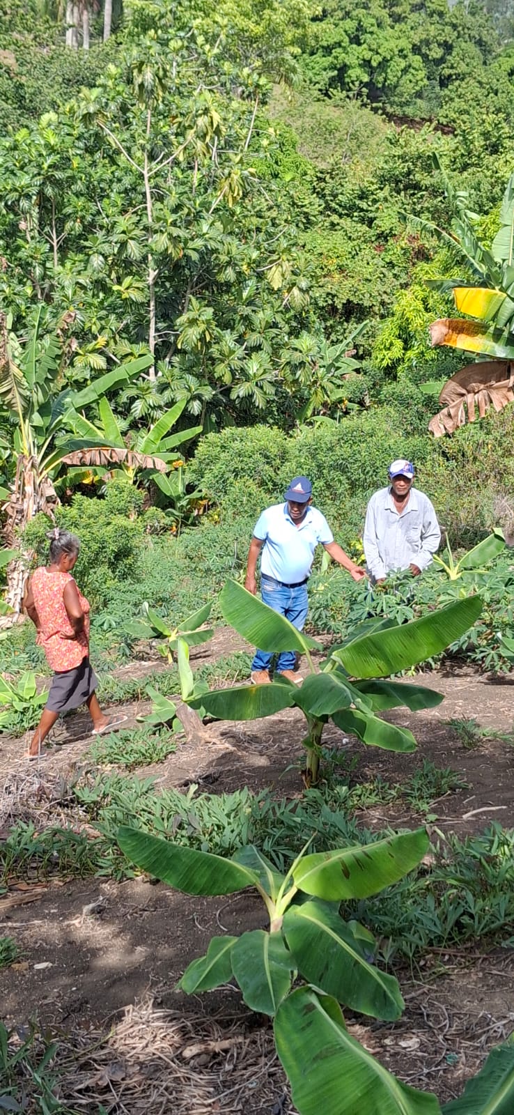 IAD brinda asistencia técnica en Puerto Plata a ganaderos y productores de varios rubros agrícolas