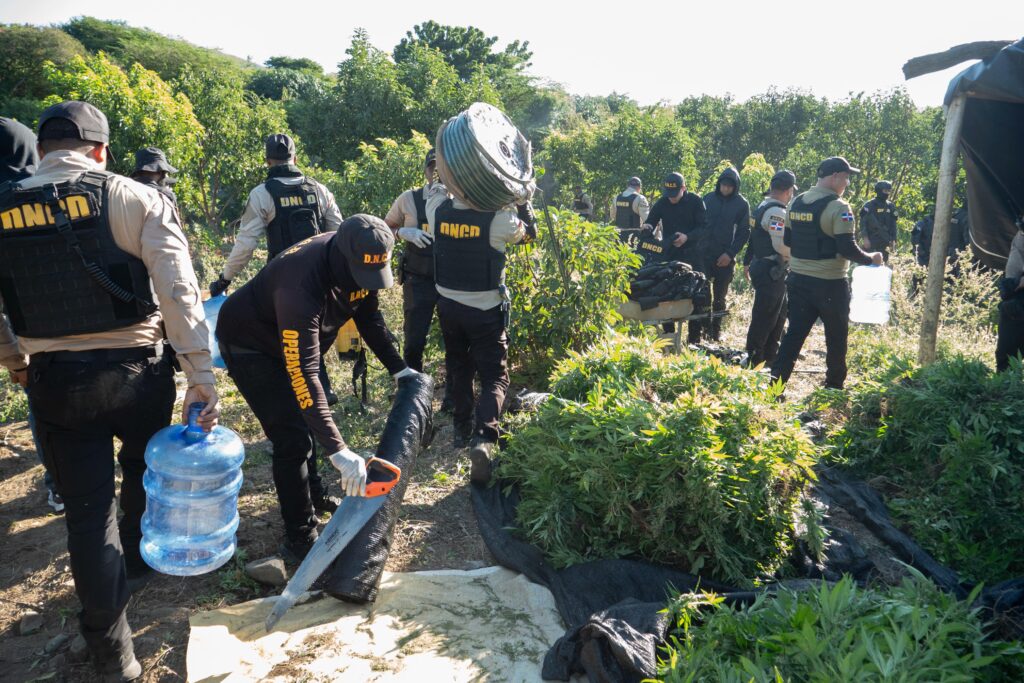 Autoridades desmantelan extensa plantación de marihuana en peravia