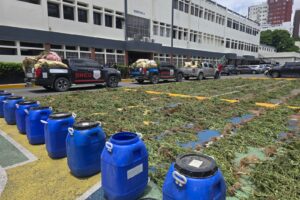 Cultivo de marihuana en Ocoa totalizó 3, 533 plantas en uno de los mayores operativos del país