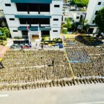 DNCD interviene en San josé de Ocoa otra gran siembra de marihuana que supera 15,000 plantas