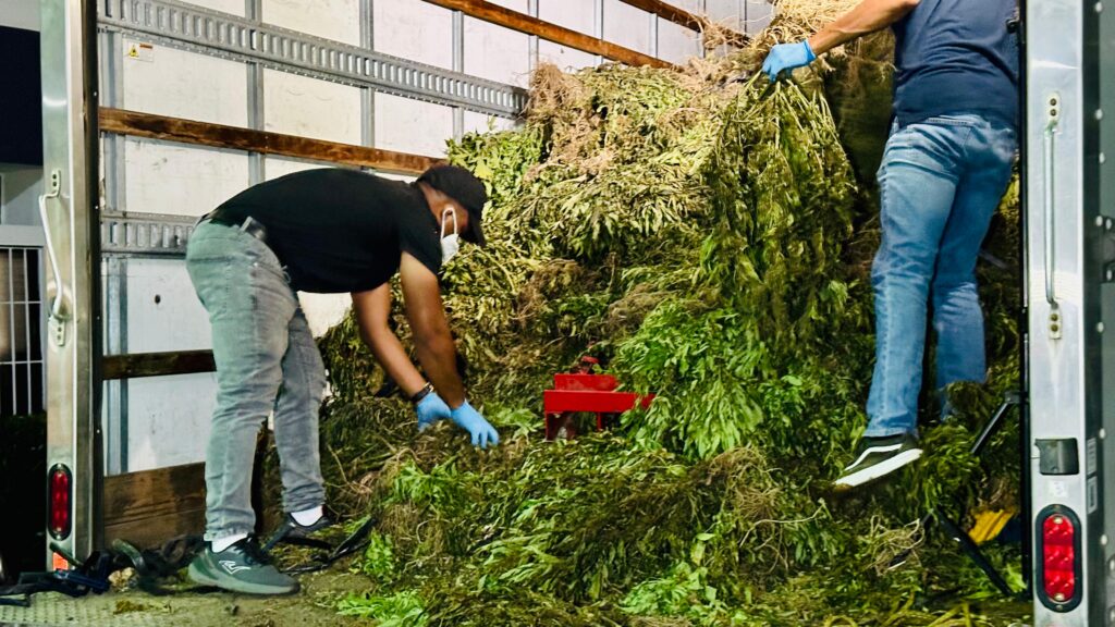 Siembra de marihuana en Ocoa tuvo peso superior a las 13,000 libras