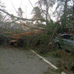 Caída de árbol provoca cierre de la Autopista Las Américas