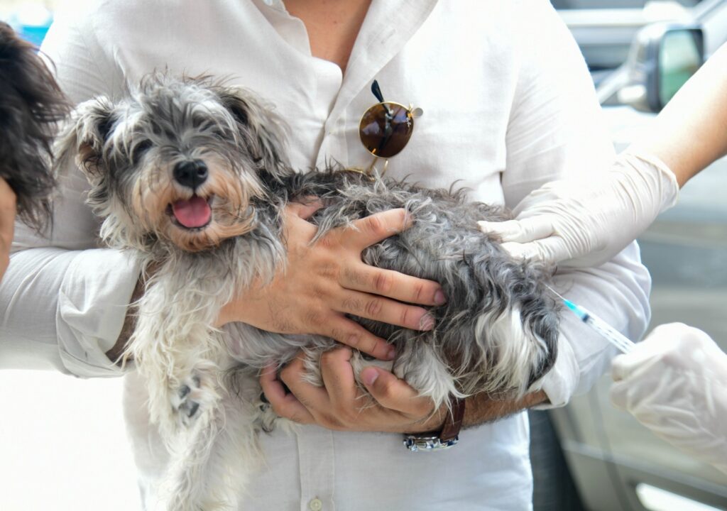 Ministerio de Salud realizará jornada de vacunación para perros y gatos este viernes 21 en Ciudad Juan Bosch