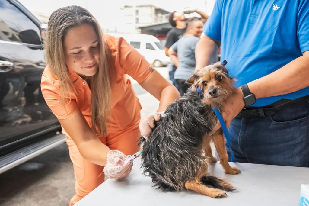 Carolina continúa impulsando jornadas de bienestar animal; durante operativo se esterilizaron 100 perros y gatos
