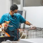 Alcaldía del DN esteriliza 102 animales y coloca 530 vacunas en jornada de este fin de semana